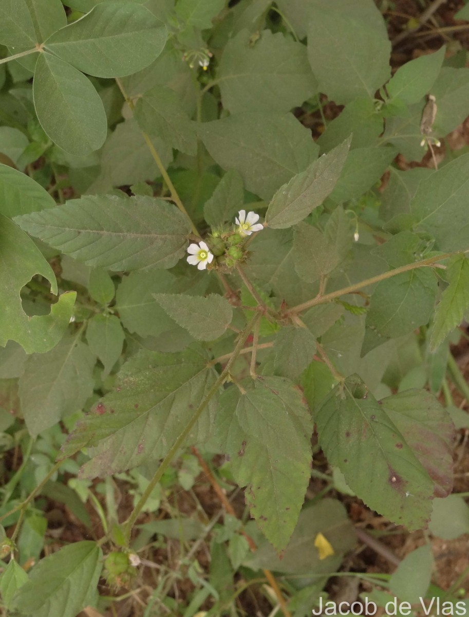 Melochia corchorifolia L.